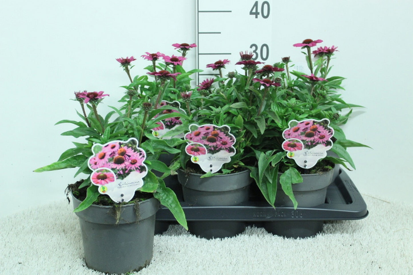 Echinacea hybrid 35cm 17cm Pot
