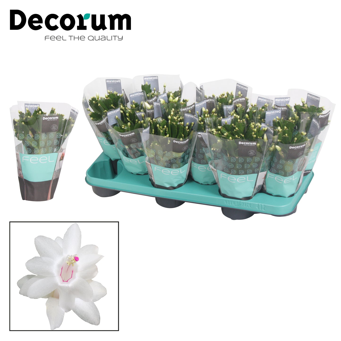 Schlumbergera white 20cm 10.5cm Pot