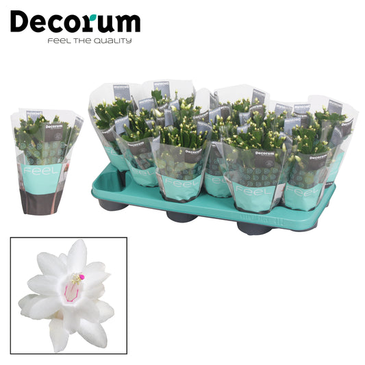 Schlumbergera white 20cm 10.5cm Pot