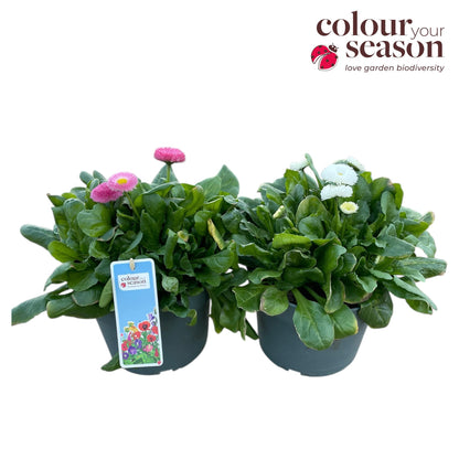 Bellis perennis mix 30cm 19cm Pot