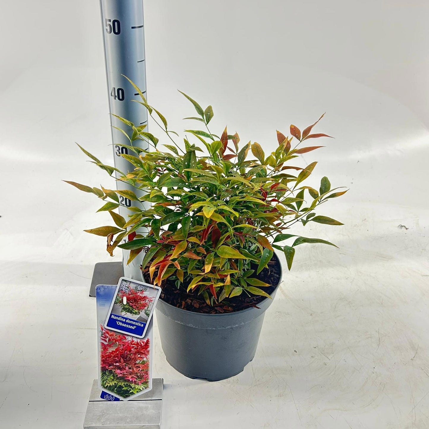 Nandina domestica Obsessed 35cm 23cm Pot