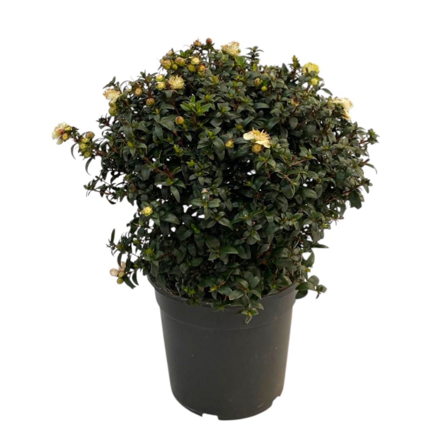 Myrtus communis 35cm 15cm Pot
