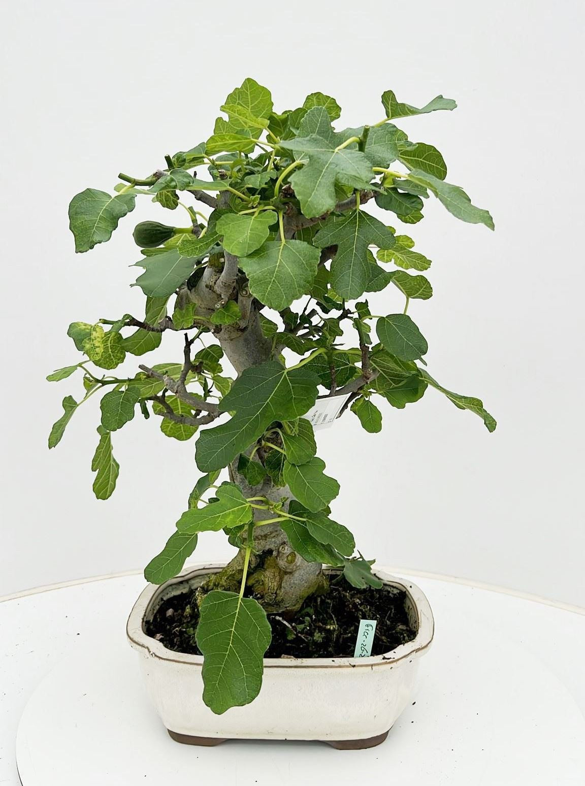 Bonsai Metasequoia Forest 55cm 26cm Pot