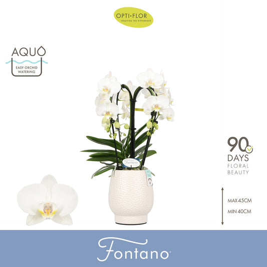 Phalaenopsis white 50cm 12cm Pot