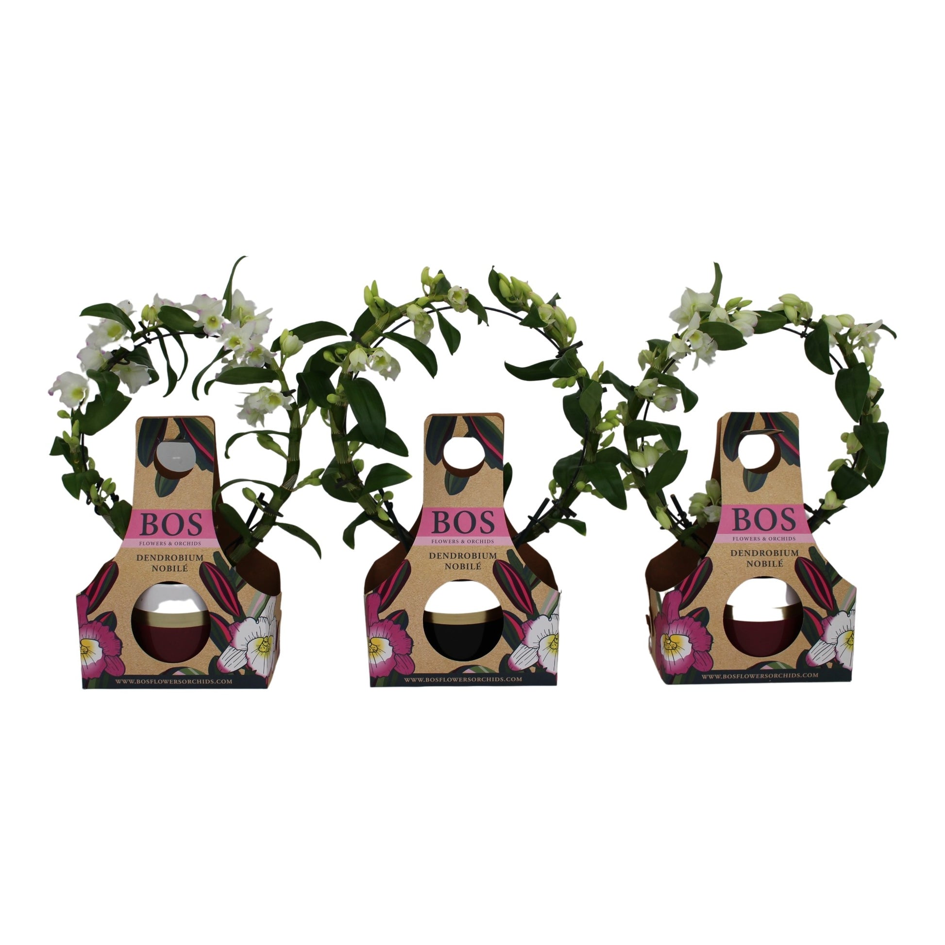 Dendrobium nobile white bow 45cm 12cm Pot
