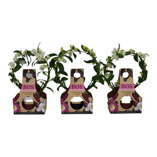 Dendrobium nobile white bow 45cm 12cm Pot
