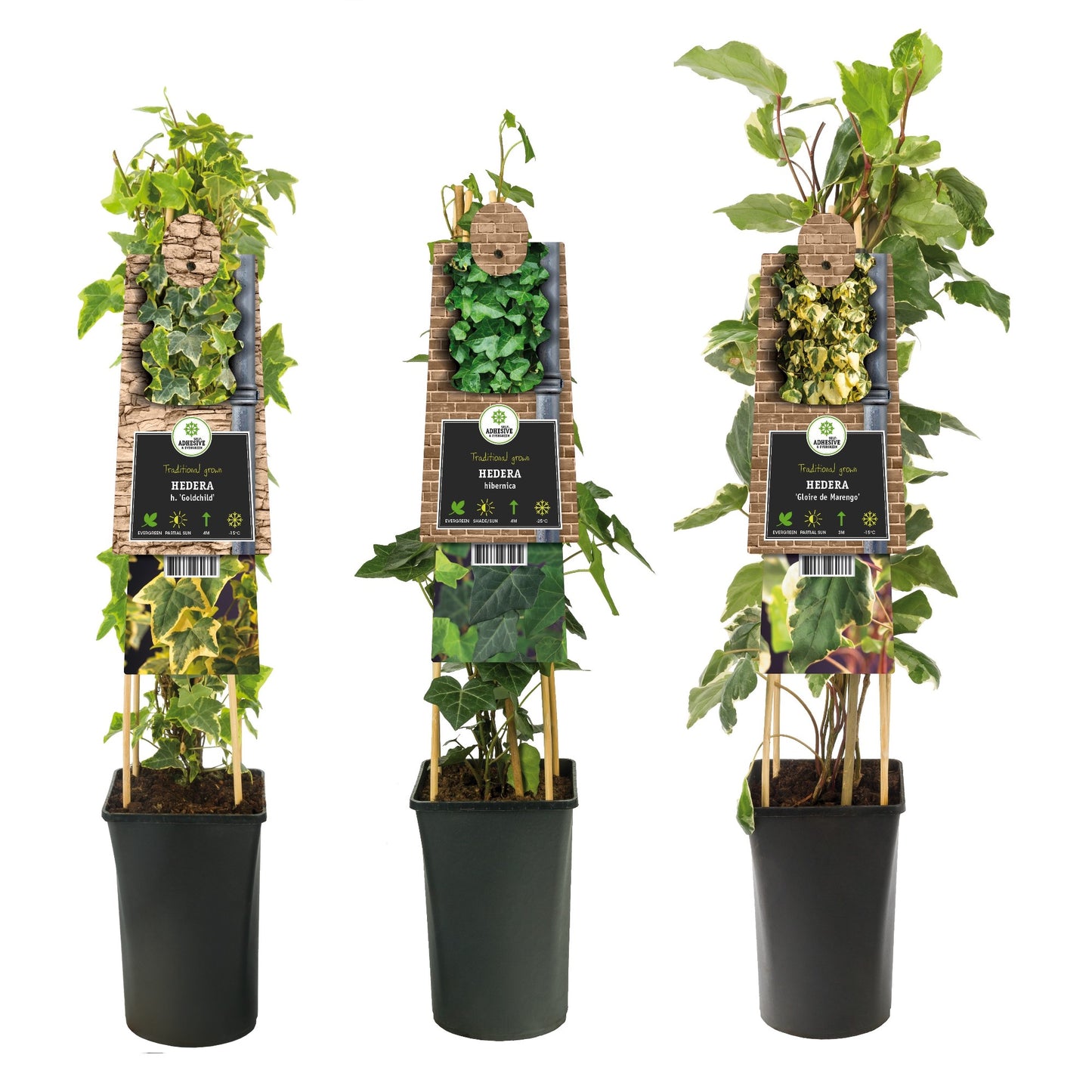 Hedera mix tray 17cm Pot