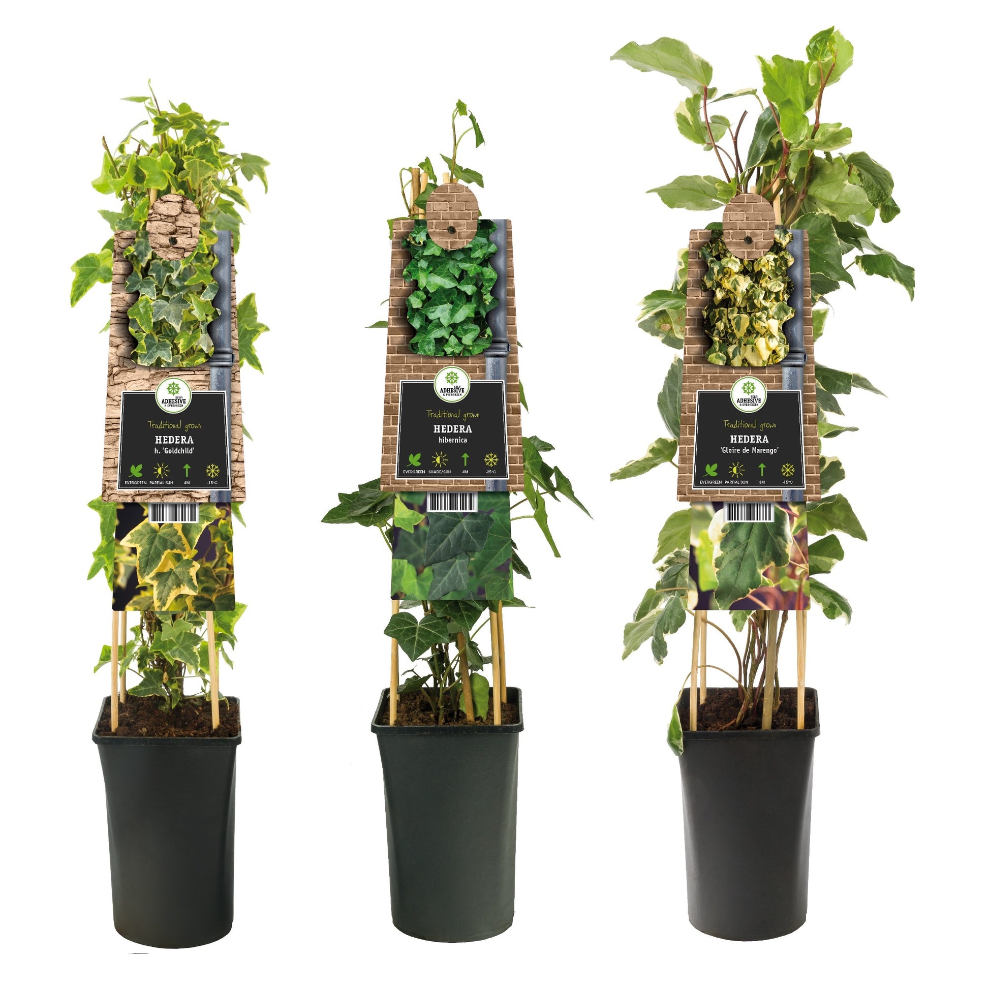 Hedera mix tray 17cm Pot