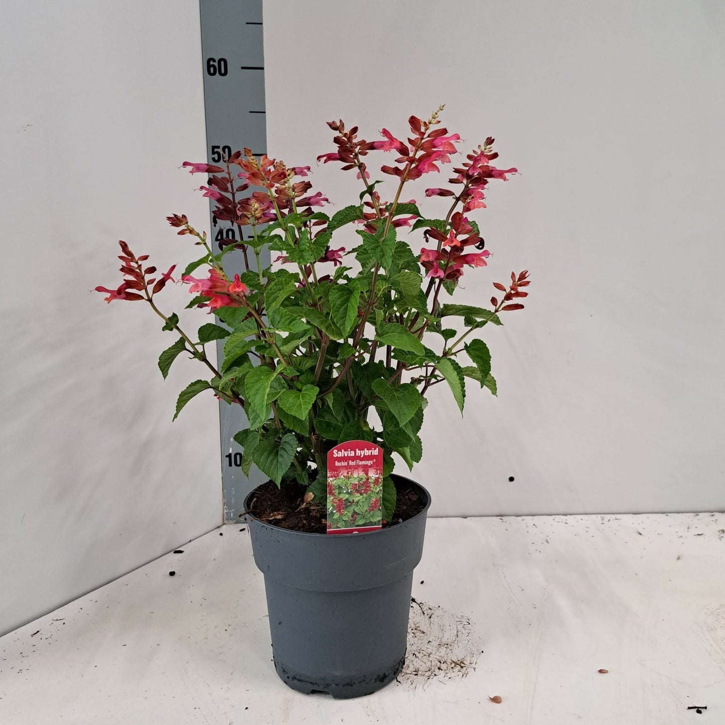 Salvia Rockin Red Flamingo 55cm 17cm Pot