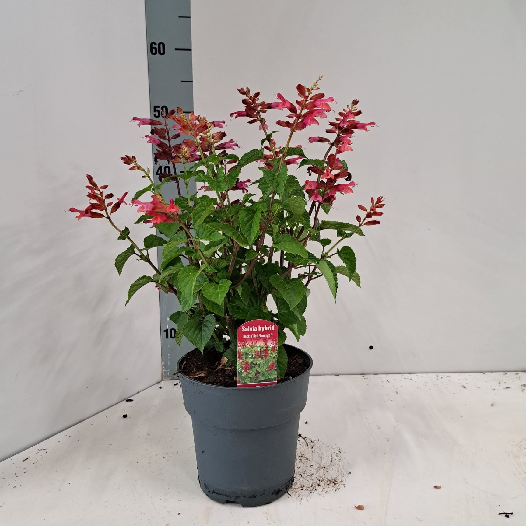 Salvia Rockin Red Flamingo 55cm 17cm Pot