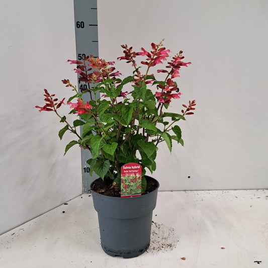 Salvia Rockin Red Flamingo 55cm 17cm Pot