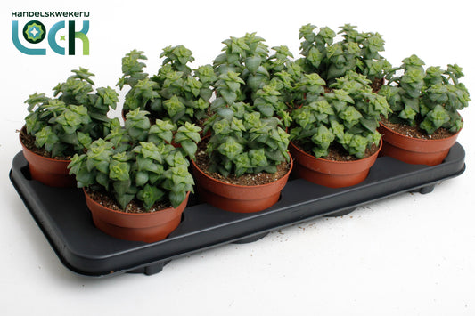 Crassula perforata 20cm 12cm Pot