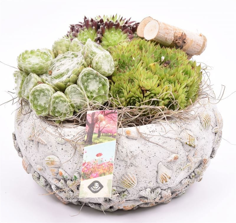 arr. Sempervivum 20cm Pot