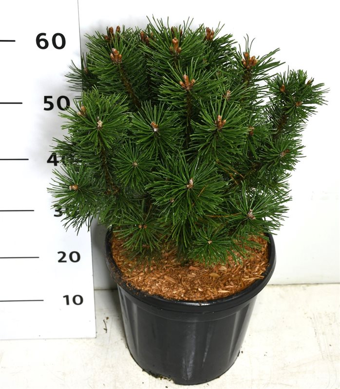 Pinus mugo Columbo 70cm 32cm Pot