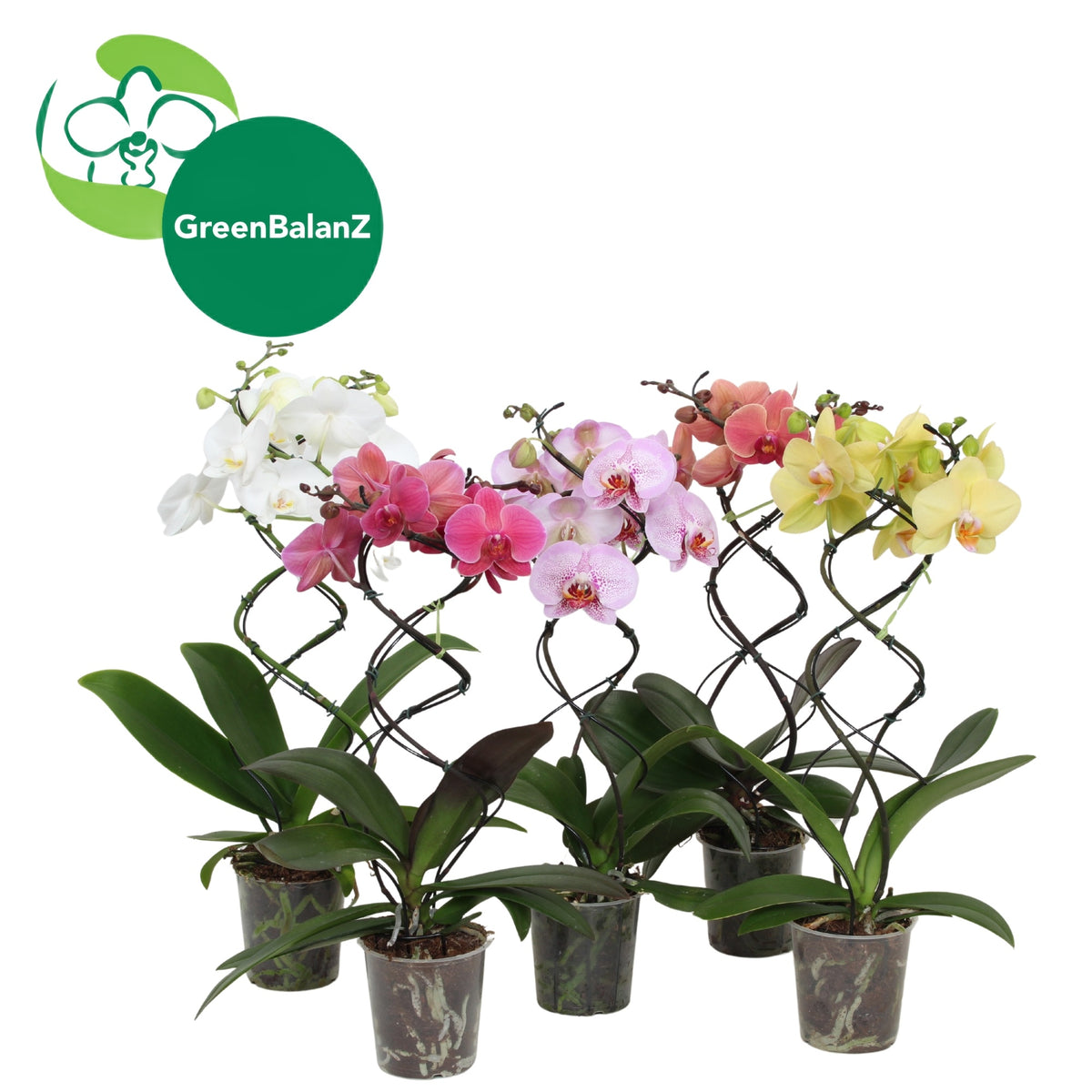 Phalaenopsis Greenbalanz Twisterz mix 50cm 12cm Pot