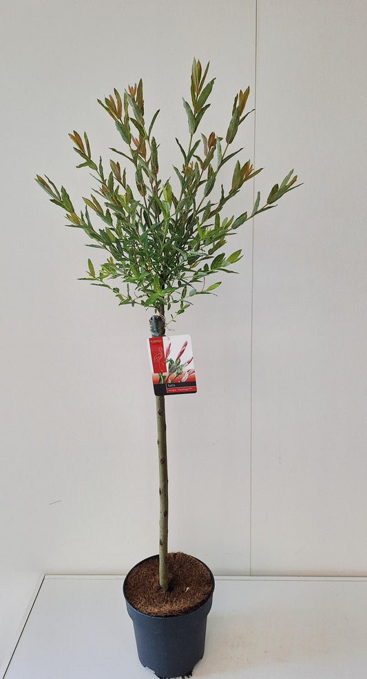 Salix integra Flamingo standard in pink pot 100cm 19cm Pot