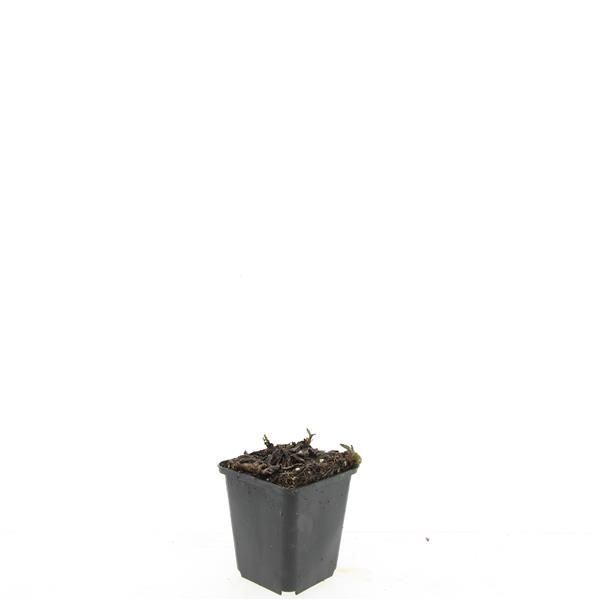 Aster mix 5cm 9cm Pot