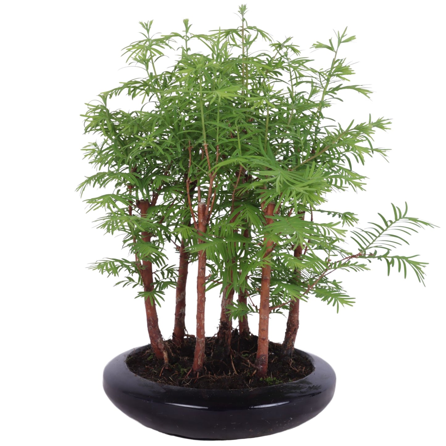 Bonsai Metasequoia Forest 30cm 18cm Pot