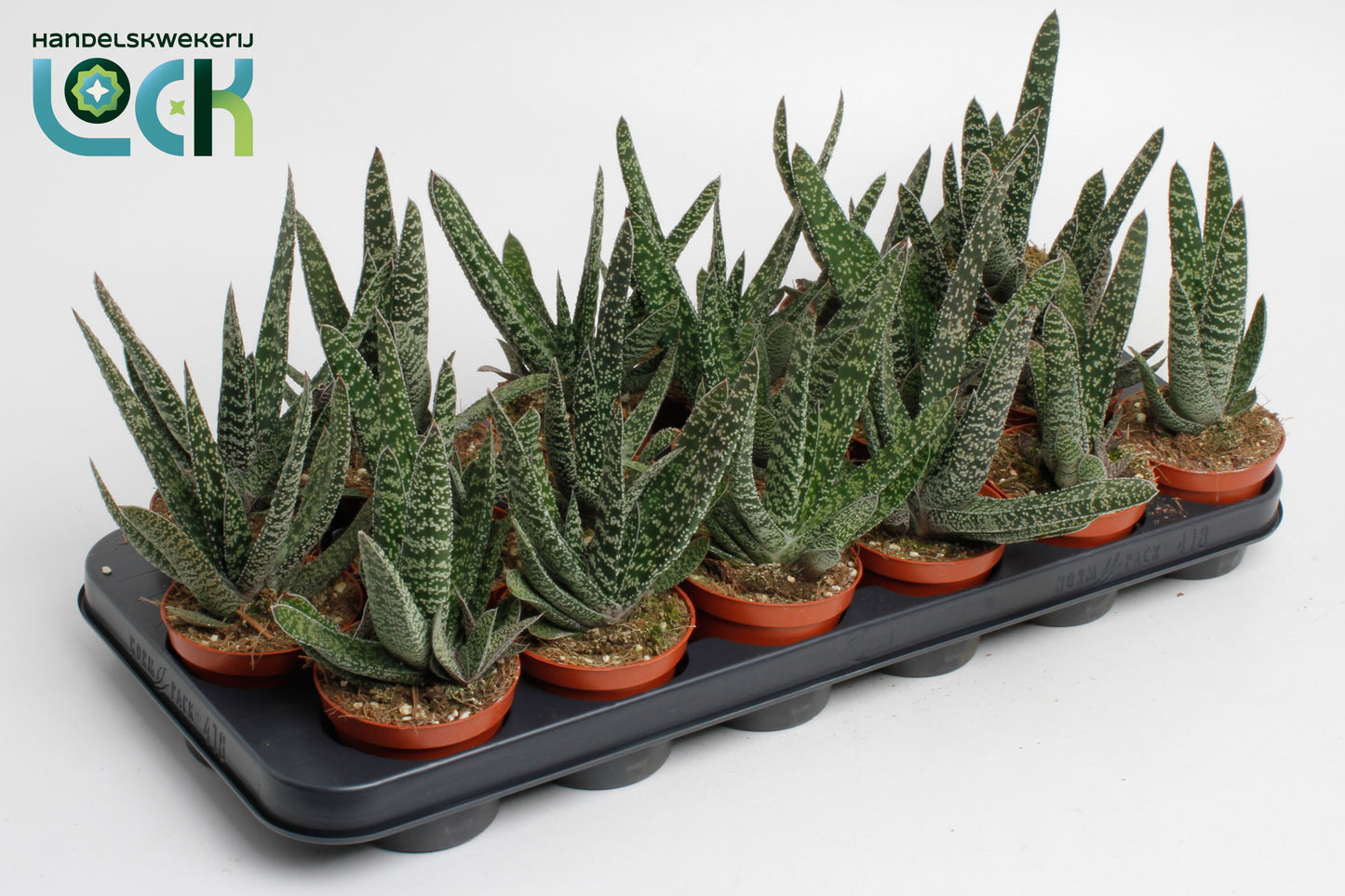 Gasteria 15cm 8.5cm Pot