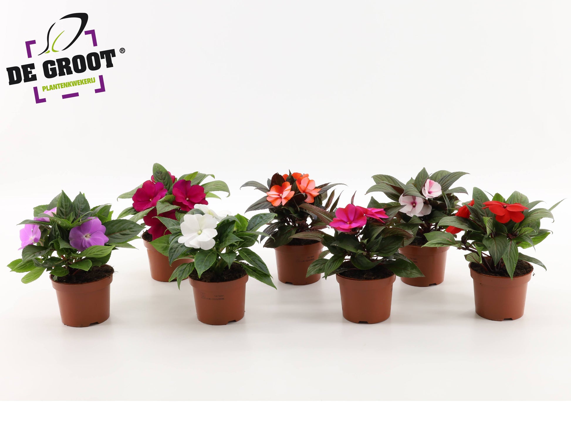 Impatiens New Guinea 25cm 12cm Pot