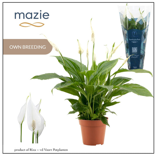 Spathiphyllum Bellini 37cm 13cm Pot