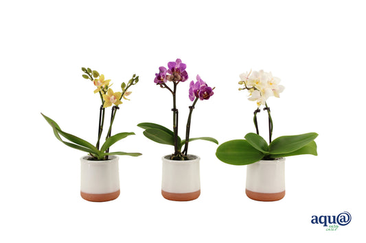 Phalaenopsis hybrid 17cm 6cm Pot