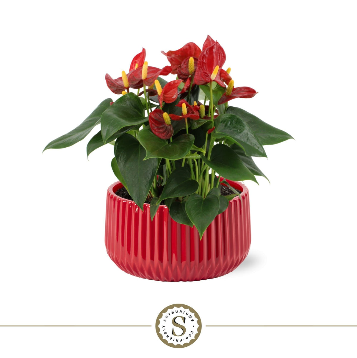 Anthurium Red Champion 30cm 17cm Pot