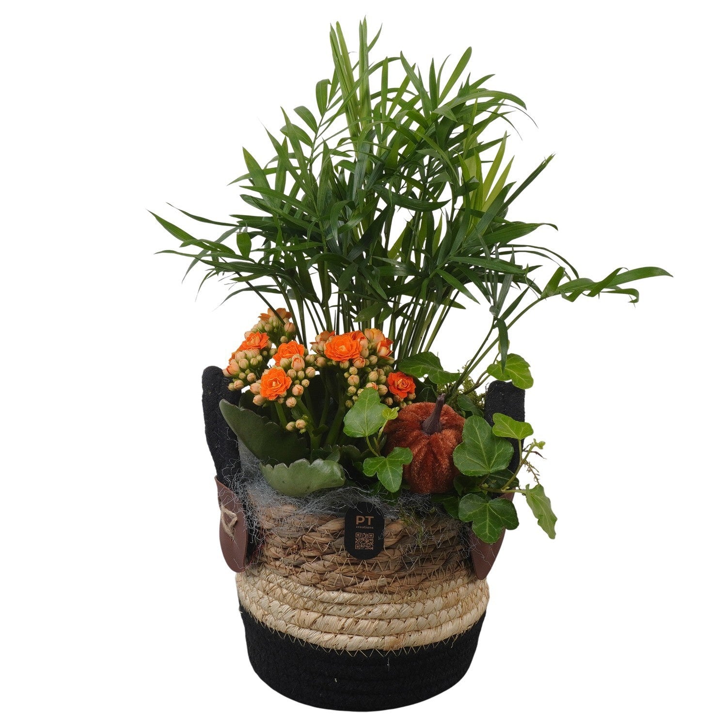 Indoor arrangement 33cm 14cm Pot