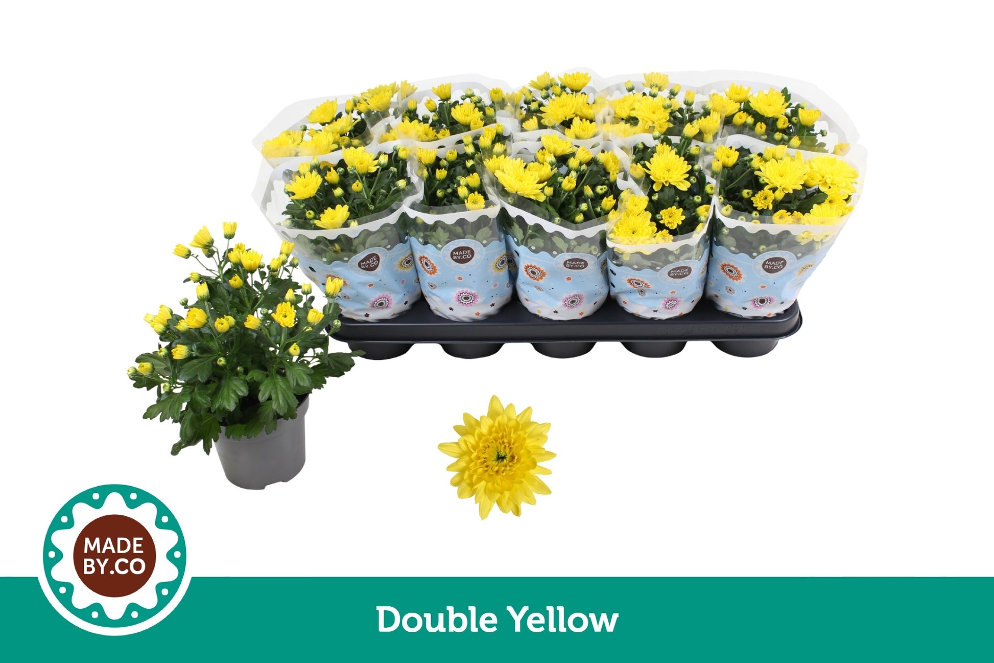 Chrysanthemum double yellow 25cm 12cm Pot