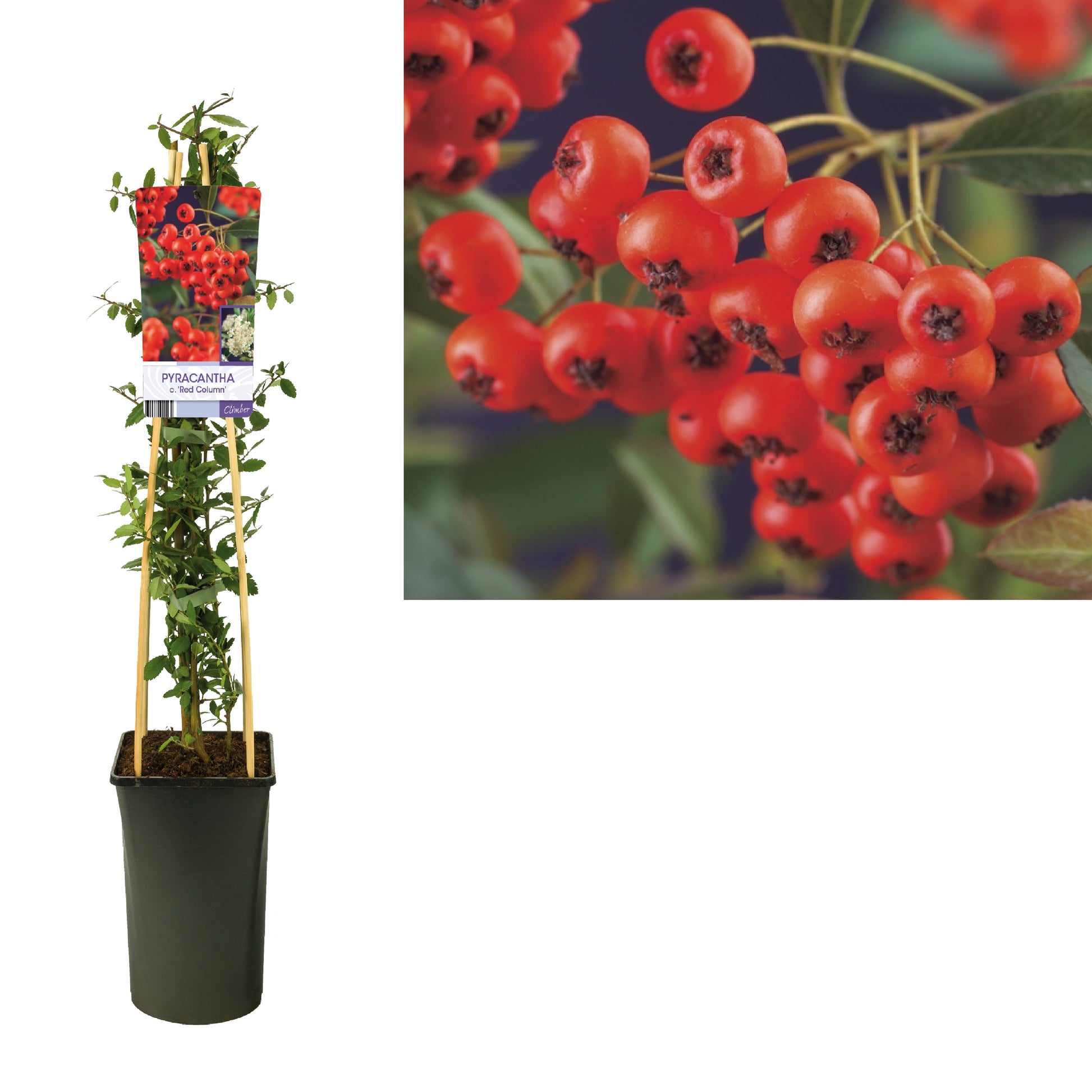 Pyracantha Red Column 75cm 17cm Pot