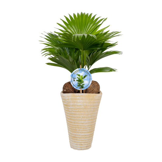 Livistona rotundifolia 45cm 16cm Pot
