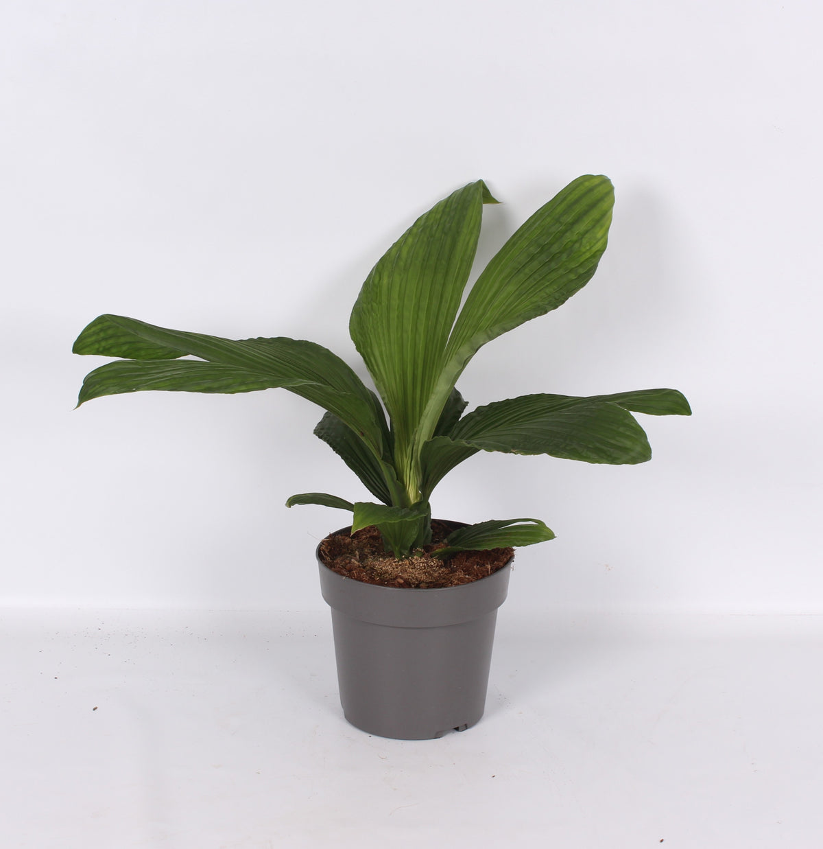 groene planten overig 55cm 19cm Pot
