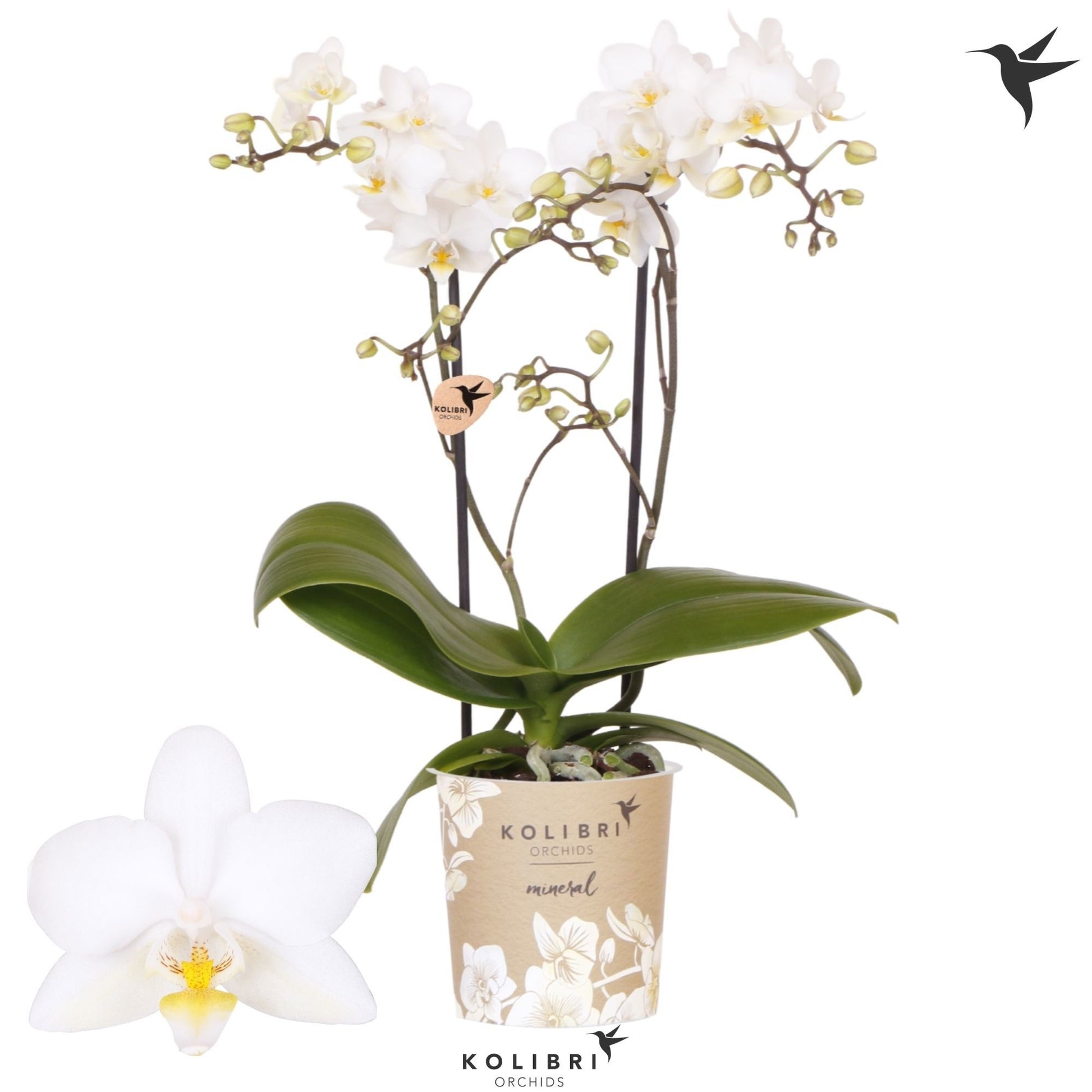 Phalaenopsis mf. Soft Cloud 40cm 9cm Pot