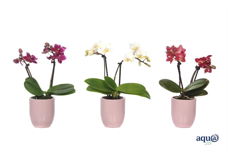 Phalaenopsis hybrid 17cm 6cm Pot
