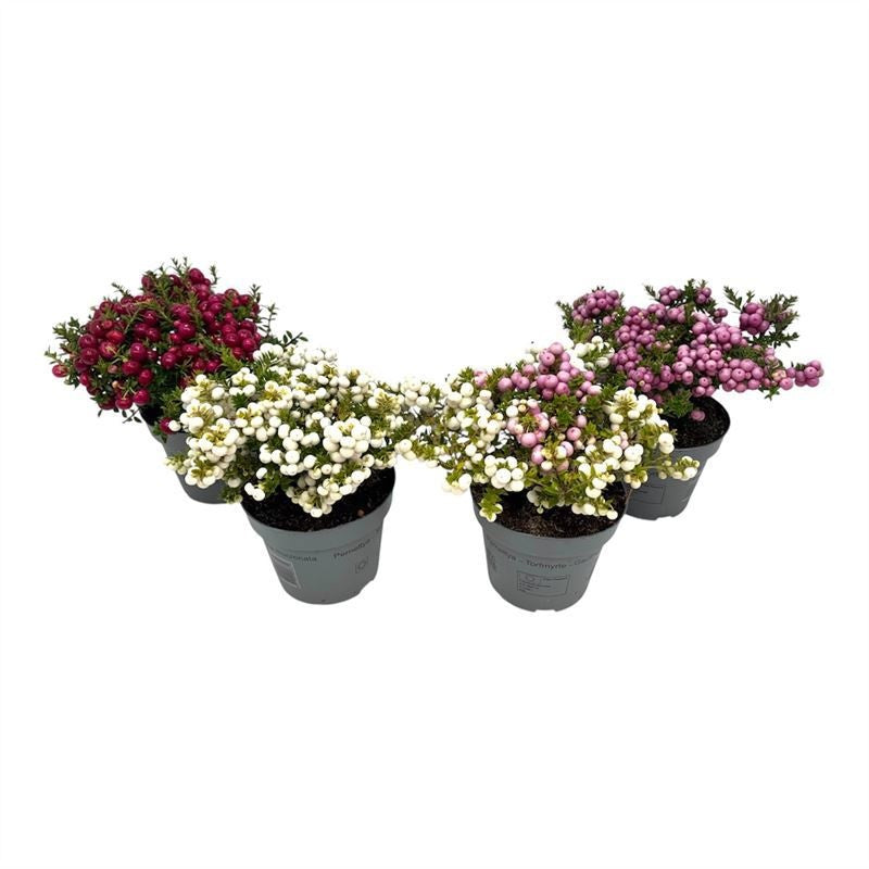 Gaultheria mucronata 25cm 14cm Pot