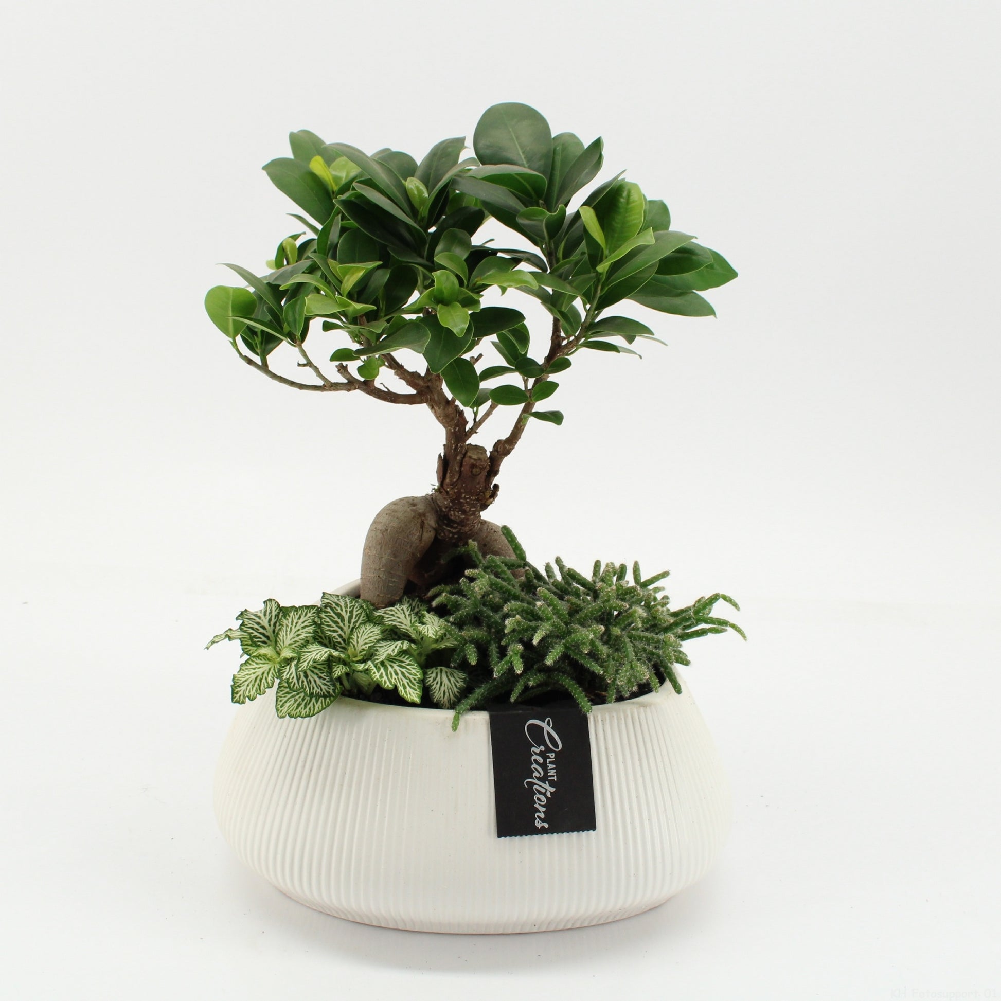 Indoor green arrangement 40cm 24cm Pot