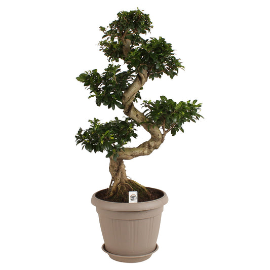 Ficus Ginseng 70cm 25cm Pot