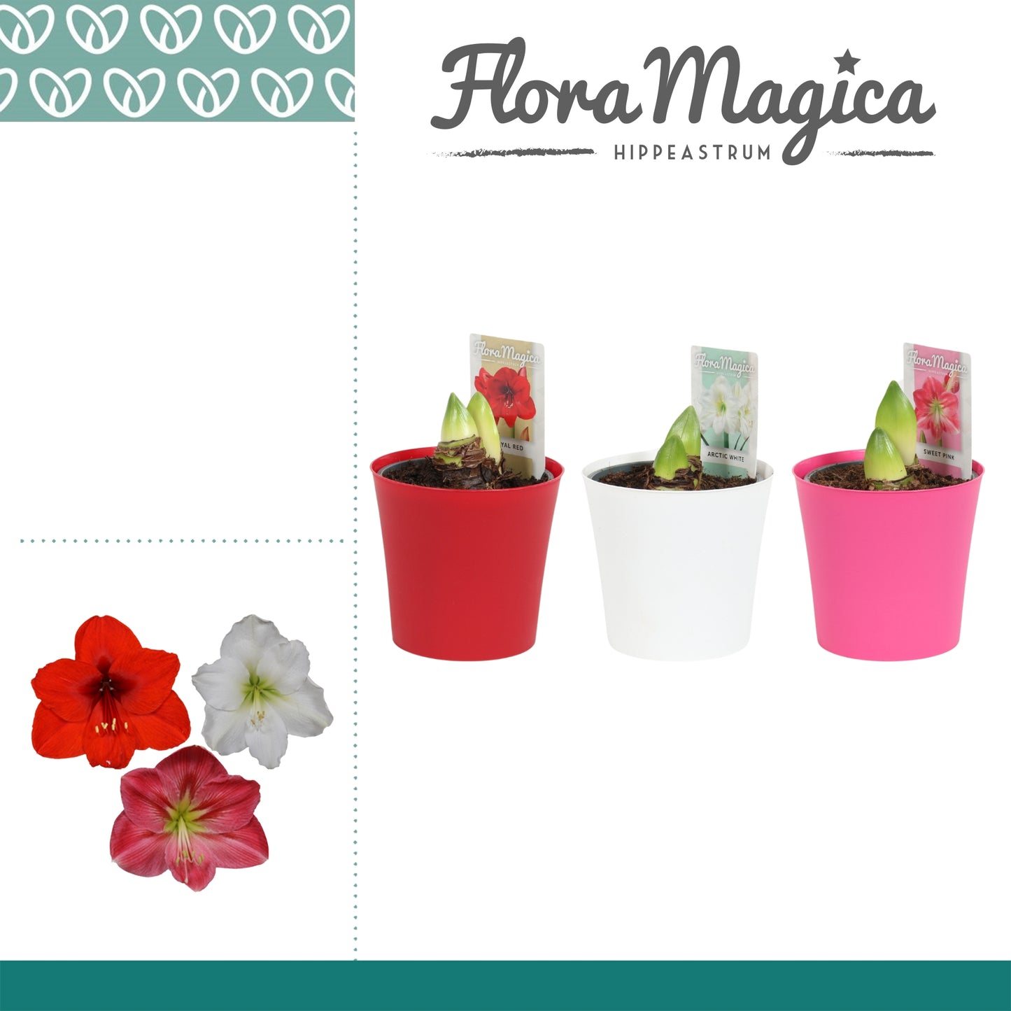 Hippeastrum mix (+ drp.Linge plastic) 25cm 12cm Pot