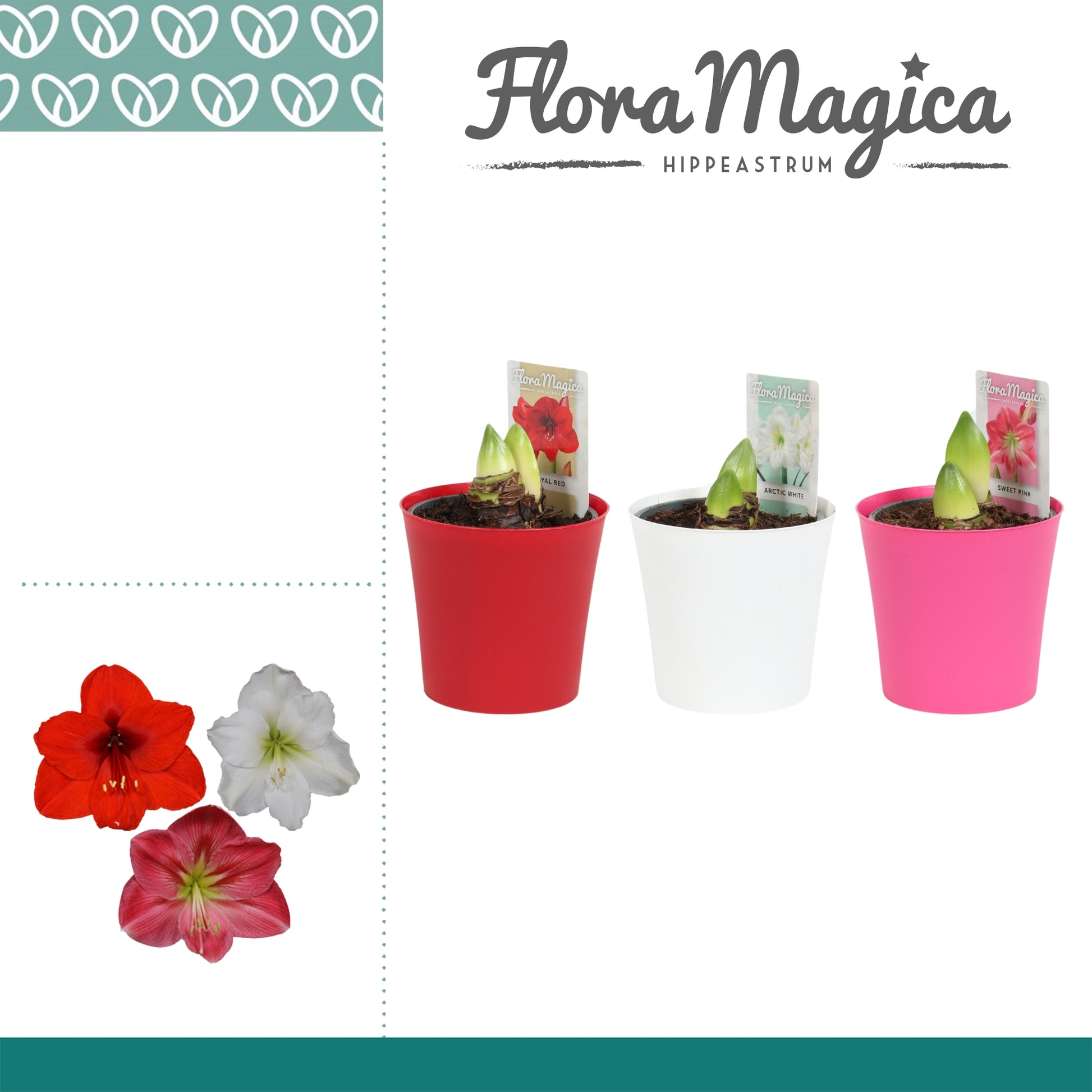 Hippeastrum mix (+ drp.Linge plastic) 25cm 12cm Pot