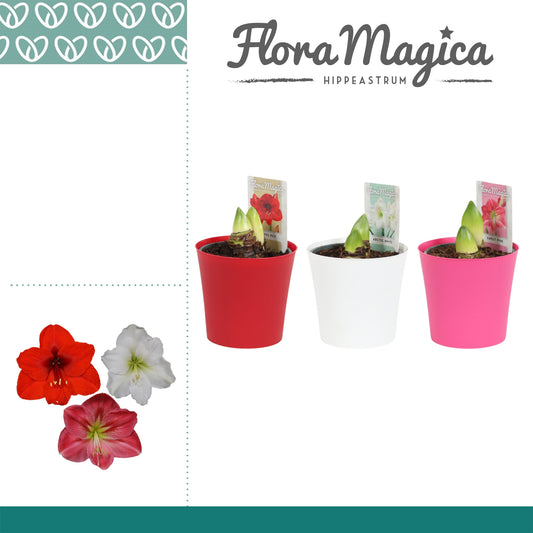 Hippeastrum mix (+ drp.Linge plastic) 25cm 12cm Pot