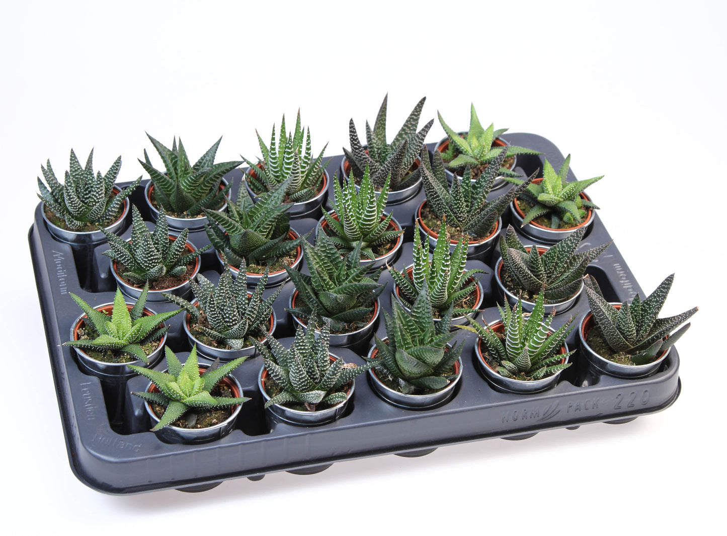 Haworthia mix 8cm 505cm Pot