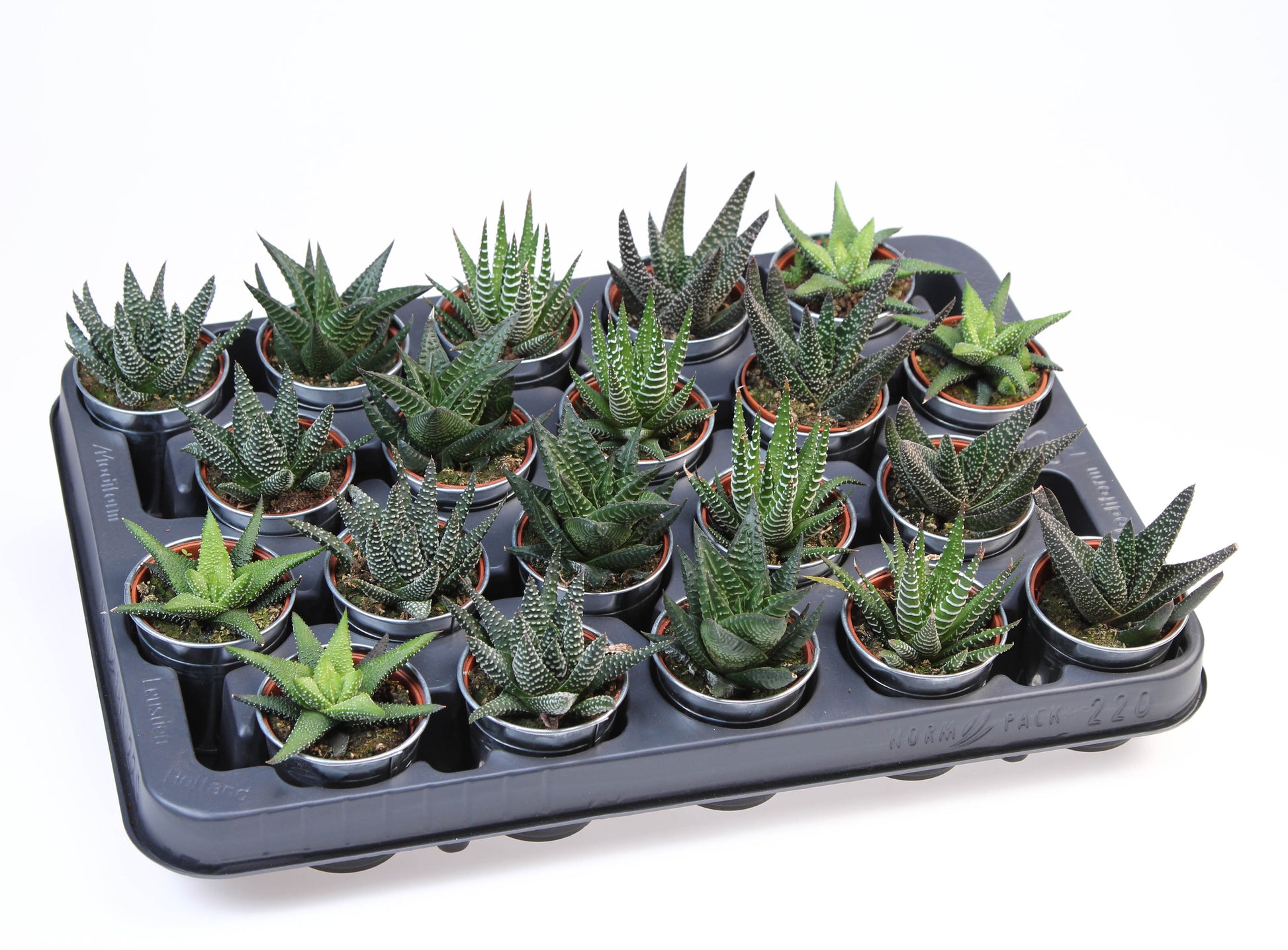 Haworthia mix 8cm 505cm Pot