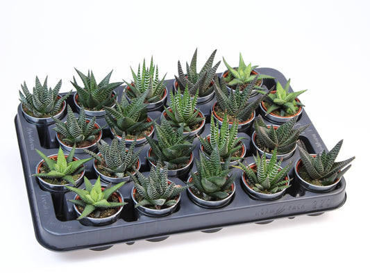 Haworthia mix 8cm 505cm Pot