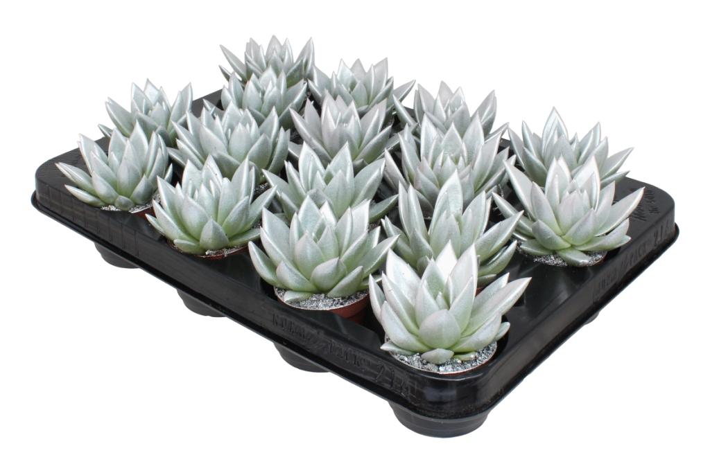 Miranda coloured metal free silver 8cm 6cm Pot