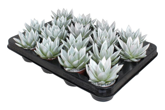 Miranda coloured metal free silver 8cm 6cm Pot