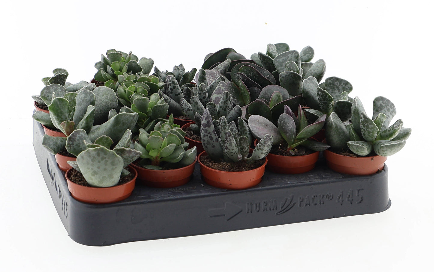 Adromischus mix 8cm 5.5cm Pot