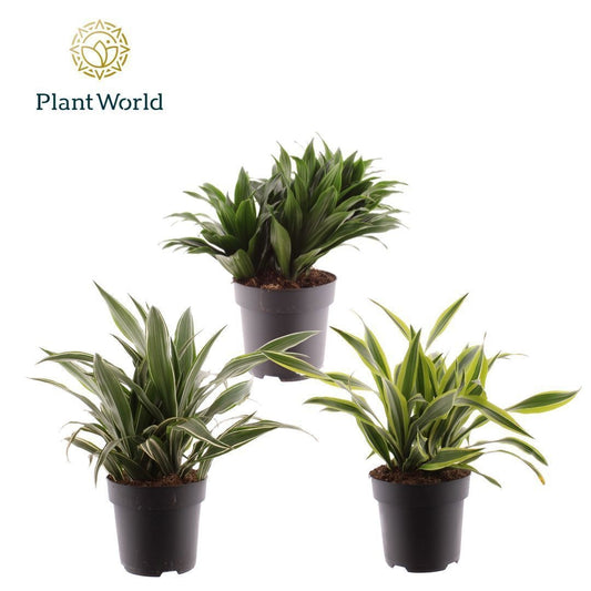 Dracaena mix 45cm 19cm Pot