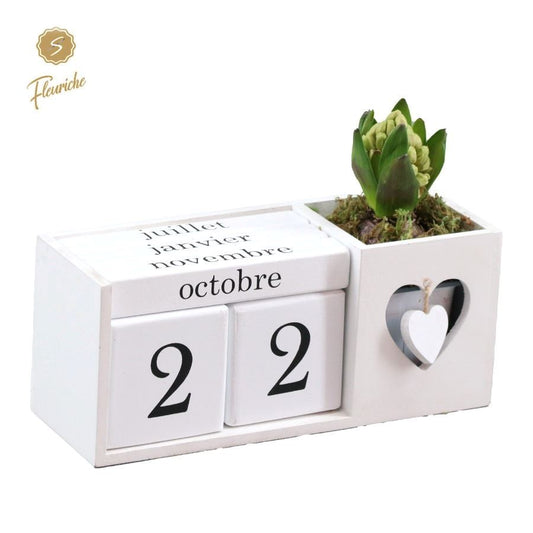 Hyacinthus Calender white 15cm 23cm Pot