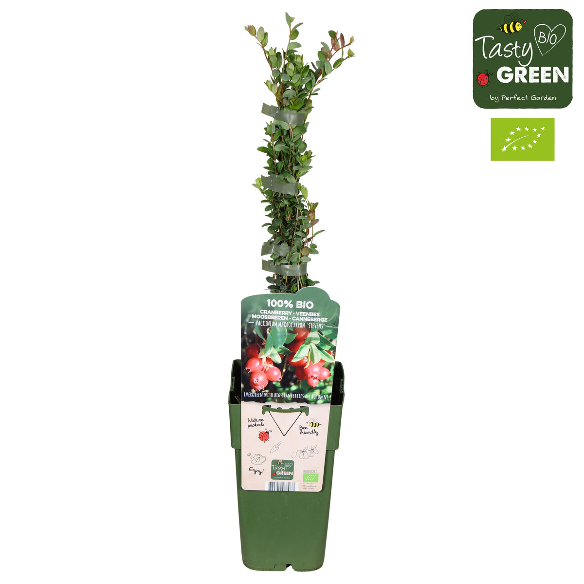 Vaccinium macrocarpon 55cm 15cm Pot