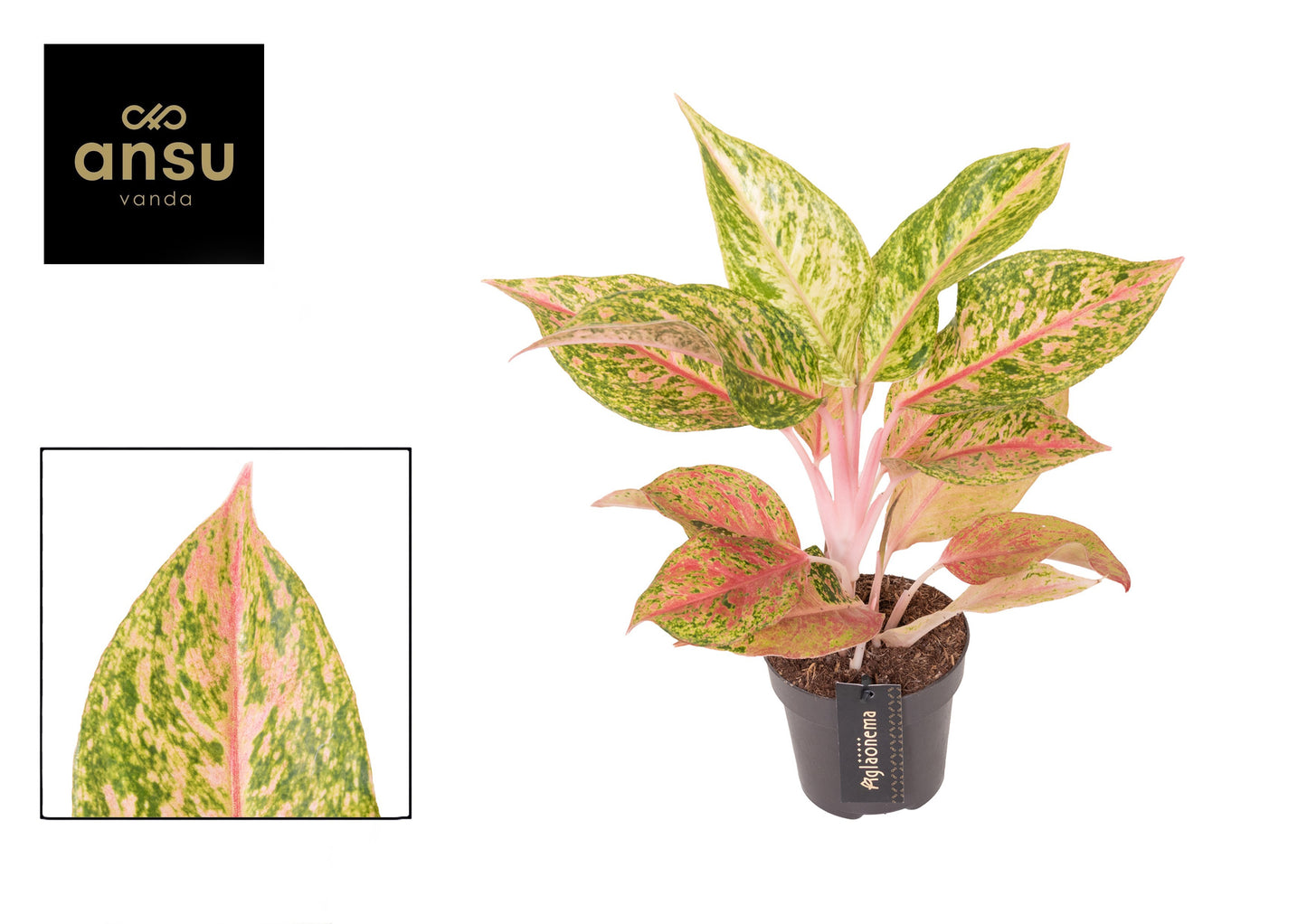 Aglaonema Hybrid 35cm 12cm Pot